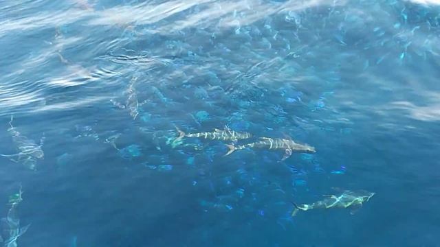 350 tons of tuna catching in pacific ocean..watch and subscribe my channel🙏 смотреть онлайн