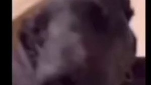 ЗАСМЕЯЛСЯ-АБОБУС