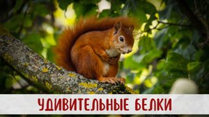 белки удивительные животные