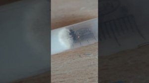 я завёл рыжих лесных муравьёв у себя дома