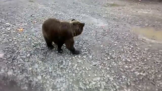 Медведь пришел в поселок. смотреть онлайн