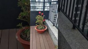 Нячанг .Отель Golden Rain бассейн.