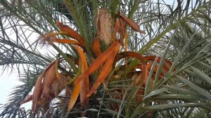 Египет пляж территория отеля Queen Sharm Resort Egypt Beach Hotel Queen Sharm Resort