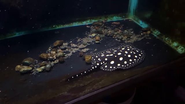 Potamotrygon leopoldi / black Diamond update смотреть онлайн