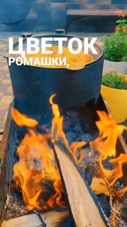 Фитотерапия курс