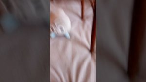 как ухаживать за питомцем часть 2!!!