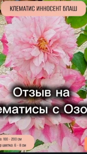 Стоит ли покупать клематисы на Озоне?