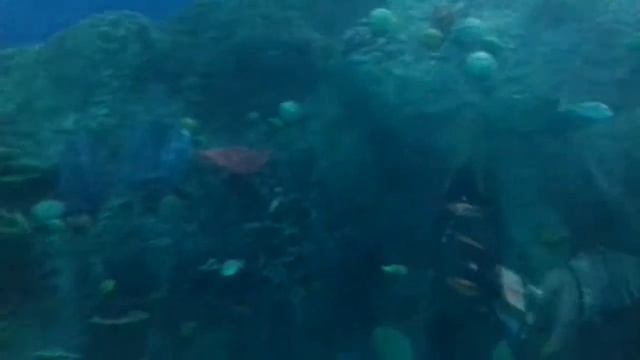 Океанариум Владивосток смотреть онлайн