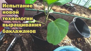 Испытываю новую технологию выращивания баклажанов