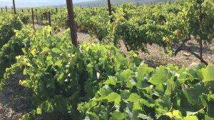 Поле винограда