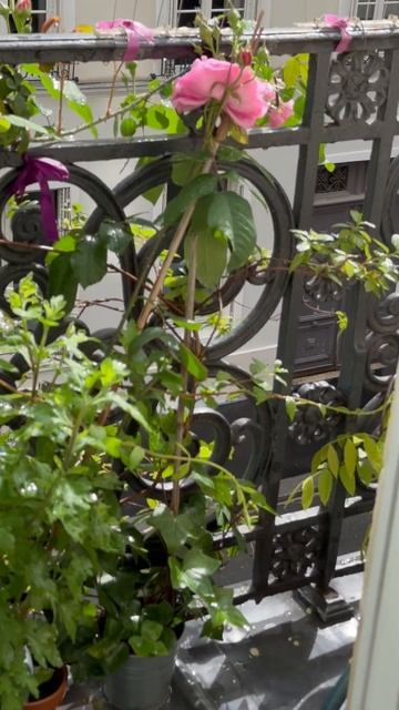 Париж парижанка радость розы красота мой дом май #париж #paris #flowers #балкон #balcon #май #9мая смотреть онлайн
