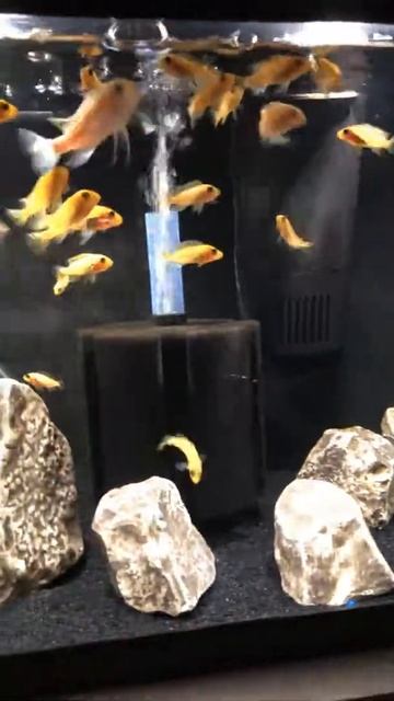 African Cichlid Fry (Red Zebra) смотреть онлайн