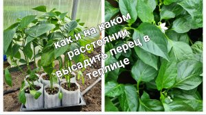Перец - как и на каком расстоянии высадить рассаду.