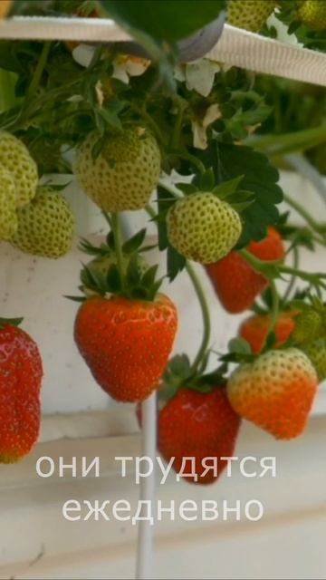 #shorts #сладка #жизнь #россия #деревня #еда #новости #я #топ смотреть онлайн