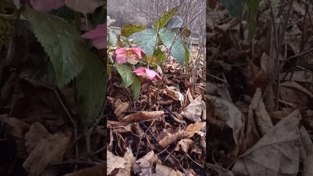 1000322499.mp4 НАЛЬЧИК
 март 2024. Прогуки по окрестностям