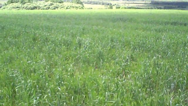 Поиск монет июнь 2015.Жетон и крестовая копейка. смотреть онлайн