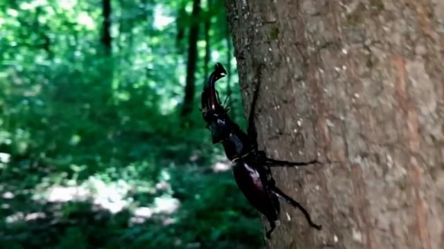 САМВЕЛ АДАМЯН КАК НАДЯ ЕСТ. СТРАННЫЕ ПЯТNА У ТАНИ.ДАЛИ ЖЕНЩИНЕ НА РЕСЕПШЕНЕ ПLОХИЕ ПИРОЖКИ смотреть онлайн