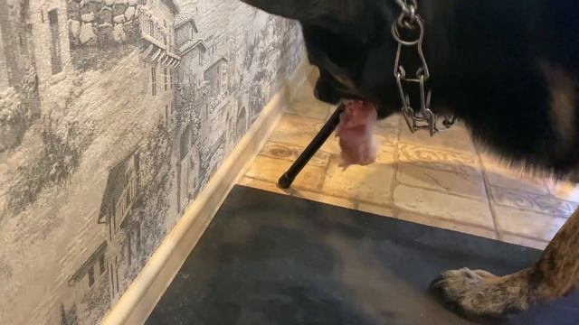 Обкормили Гермеса Новогодней Курицей! смотреть онлайн