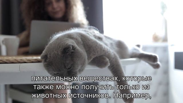 Могут ли кошки быть вегетарианцами? смотреть онлайн