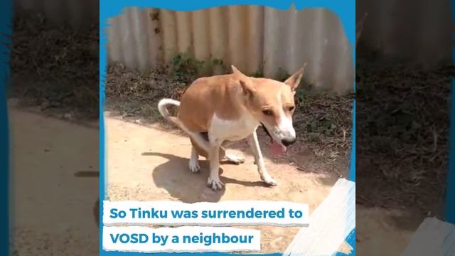 Owner hospitalized so pet dog surrendered to VOSD - seeks your help! смотреть онлайн