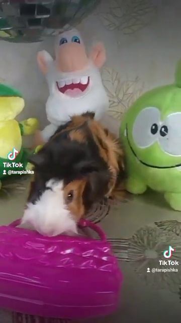 Морская свинка. Guineapig-355. смотреть онлайн