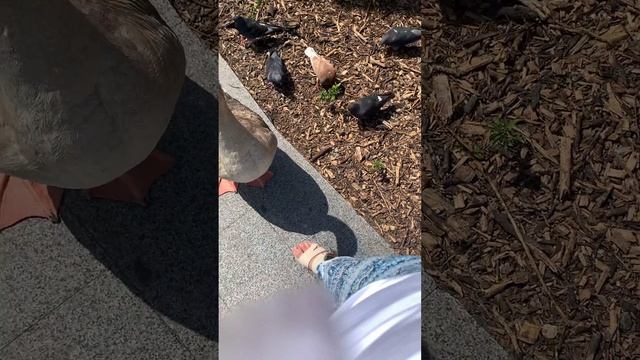 Парк отдыха Сич город Днепр 4.06.2024 смотреть онлайн