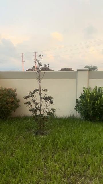 Показываю , какой мы купили дом , и как за год обжились 🇺🇸😀 #жизнь #сша #жизньвсша смотреть онлайн