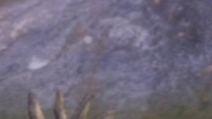 Выживание стеги, пахирино @EvaDino111