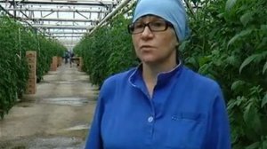 ТЕПЛИЧНЫЕ ПОМИДОРЫ