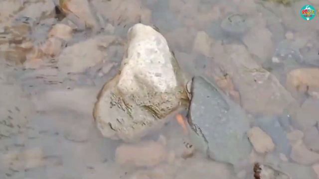 CATCH flowerhorn fish, koi fish, oscar fish, panda goldfish, red lobsters, betta fish. смотреть онлайн