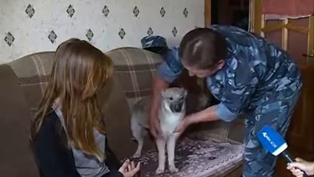 Уфимская семья приютила в своей квартире волчицу смотреть онлайн