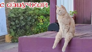 Приколы с котами! СМЕШНЫЕ КОТЫ И ЖИВОТНЫЕ с ОЗВУЧКОЙ!! Приколы до Упаду!