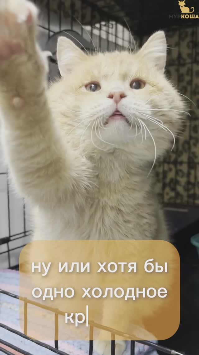 Бравур (уже дома)