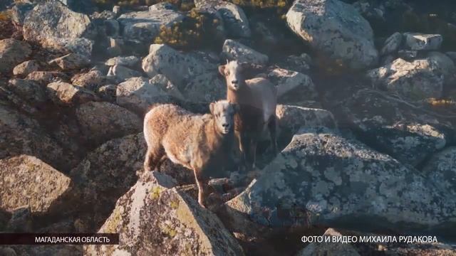 У туризма в Магаданской области огромный потенциал смотреть онлайн