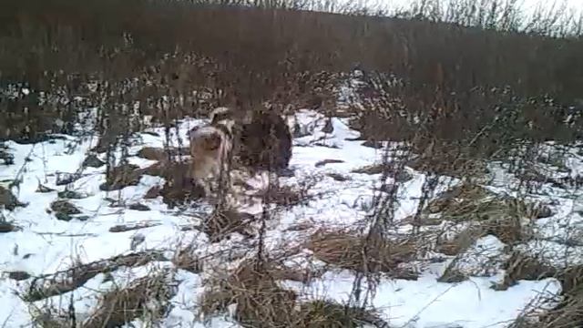 Добор подранка кабана