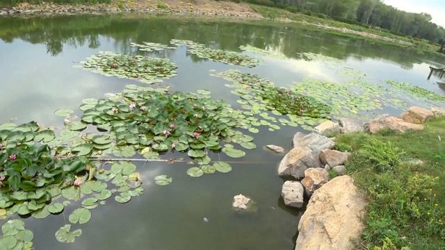 Столько гусей в одном месте мы никогда не видели смотреть онлайн