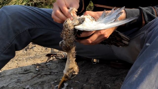 Осенняя охота на уток. Спорткар на гравийке смотреть онлайн