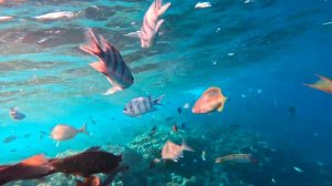 Снорклинг у отеля Sunny Days, Хургада.