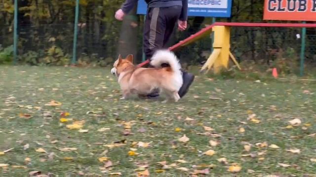 Коргі Turner Iz Doma Na Holme, Випробування КСУ з BH/VT 2022 // MaliGuards Club K9 смотреть онлайн