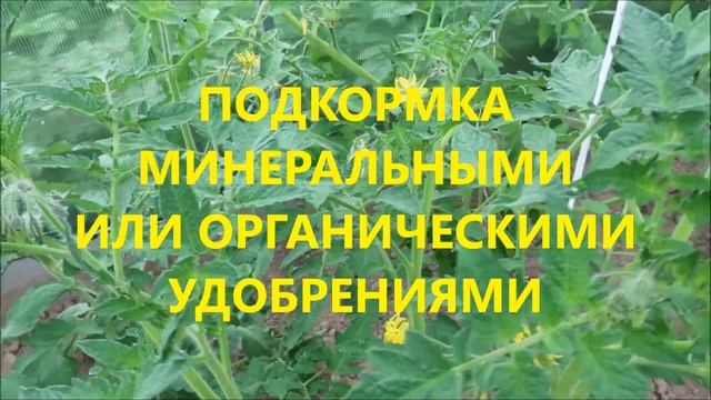 ПОМИДОРЫ. ПОДКОРМКИ И ПОЧЕМУ ПОМИДОРЫ НЕ ЗАВЯЗЫВАЮТ ПЛОДЫ смотреть онлайн