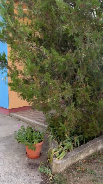 ОТДЫХ В ФЕОДОСИИ,ЭТО ВАМ НЕ ТУРЦИЯ. ИЗУЧАЕМ ОТДЫХ В КРЫМУ #феодосия #крым #крым2024 #ценывкрыму смотреть онлайн