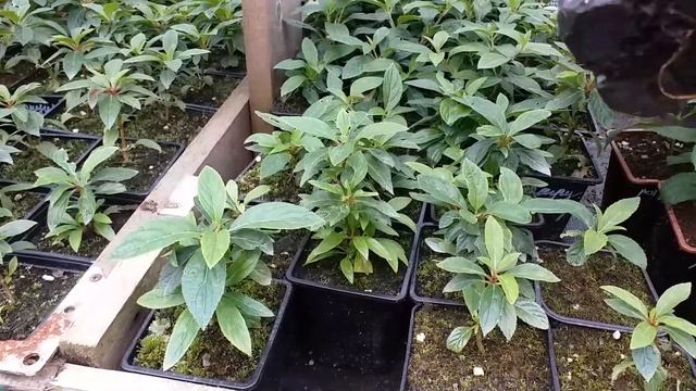 Как ухаживать за саженцами гортензий после получения посылки. Обзор саженцев гортензий. 31.07.24