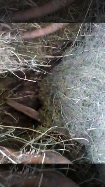 Шалаш из ветак и тровы смотреть онлайн