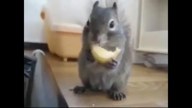 Подборка смешных моментов с животными )))РЖАЧЬ!!!!!!! смотреть онлайн