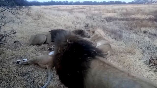 Утро начинается с кофе даже для львов. Morning starts with coffee even for lions. смотреть онлайн