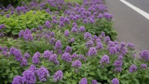 Какие цветы нужно сеять на рассаду в январе. - Советы для цветника