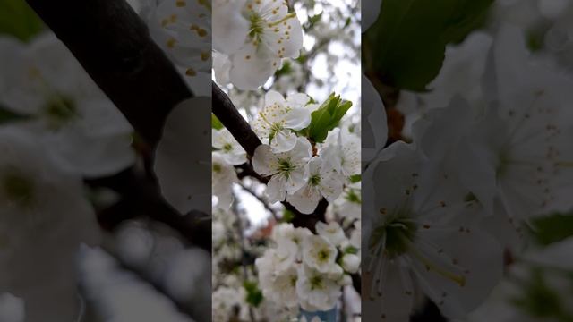 25-04-2025 Мимо этой красоты невозможно пройти, снег весной, да ещё такой ароматный....