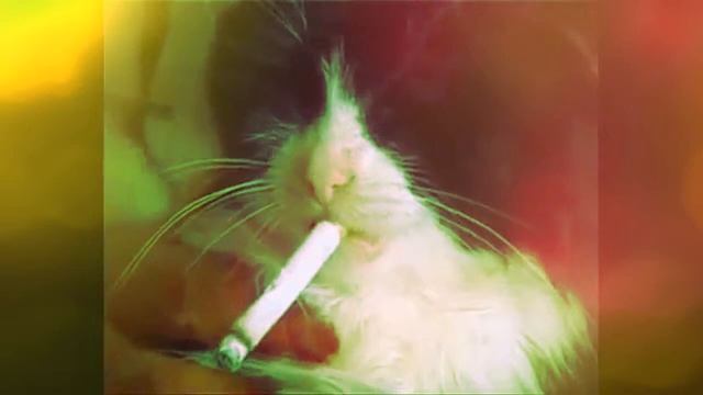 Кот куряга смотреть онлайн