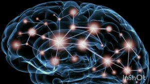 Ученые вырастили мозг