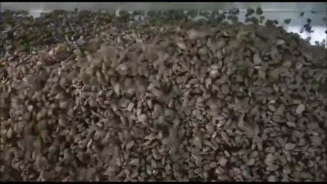 Оптический сортировщик изюма Spray от Raytec Vision смотреть онлайн